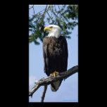Proud Bald Eagle - Photo Card photo cards