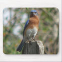 Proud Bluebird Mousepad