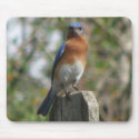Proud Bluebird Mousepad by naturegirl7 Proud Bluebird Mousepad