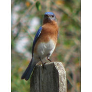Proud Bluebird Postcard postcard