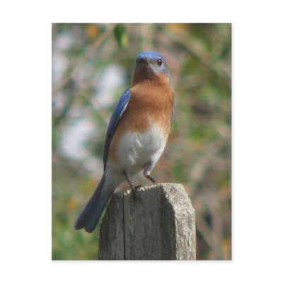 Proud Bluebird Postcard by naturegirl7
