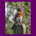 Proud Bluebird Poster posters