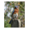 Proud Bluebird Poster posters