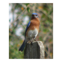 Proud Bluebird Poster posters