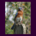 Proud Bluebird Poster posters