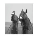 Proud breeder black friesians gallery wrap canvas