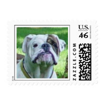 Proud Bulldog Postage