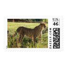 Proud Cheetah Stamp