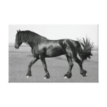 Proud Friesian black stallion Canvas Print