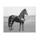 Proud Friesian black stallion Canvas Prints