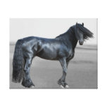Proud Friesian black stallion Gallery Wrap Canvas