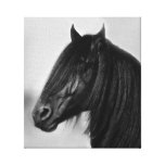 Proud Friesian black stallion Gallery Wrap Canvas