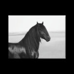 Proud Friesian black stallion canvas prints