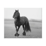 Proud Friesian black stallion Gallery Wrap Canvas