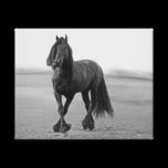 Proud Friesian black stallion canvas prints