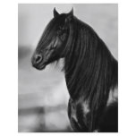 Proud Friesian black stallion horse Flyer