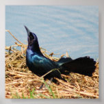 Proud Grackle Print