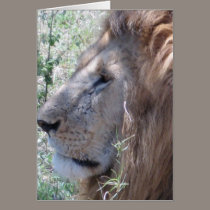 Proud Lion cards