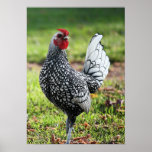 "Proud Little Rooster" Posters