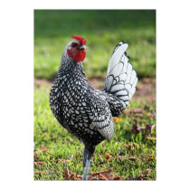 "Proud Little Rooster" Posters