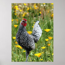 "Proud Little Rooster" Posters