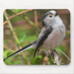 Proud Longtailed Titmouse Mousepad