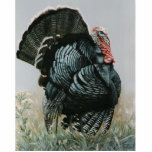 Proud ole Tom Photo Cutout