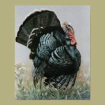Proud Ole Tom Turkey posters