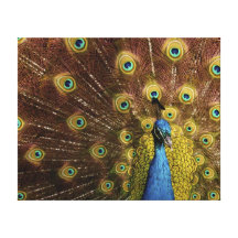 Proud Peacock 11 Canvas Print