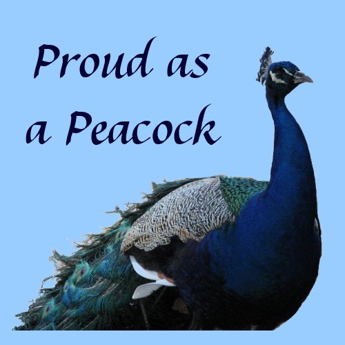 Proud Peacock Magnet magnet