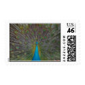 Proud Peacock postage
