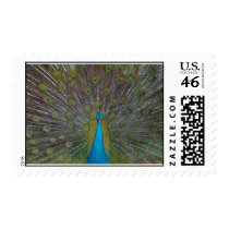 Proud Peacock postage by PeggyHudson Proud Peacock postage
