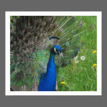 Proud Peacock posters by lorale Proud Peacock posters
