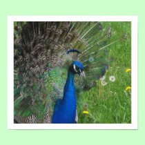 Proud Peacock posters by lorale Proud Peacock posters