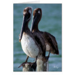Proud Pelicans