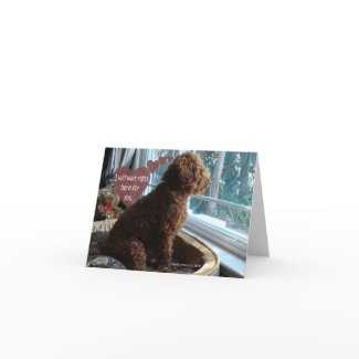 Proud Poodle - Missing You - Card card