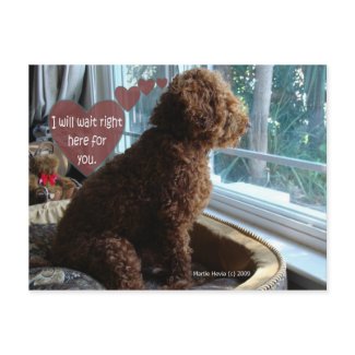 Proud Poodle - Missing You - Postcard postcard