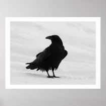 Proud Raven Print