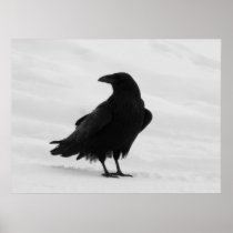 Proud Raven Print