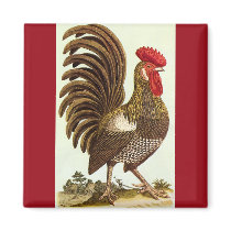 Proud Rooster magnets