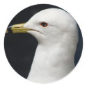 Proud Seagull stickers
