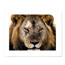 Proud Simba - Serengeti posters