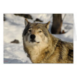 Proud stance greeting cards