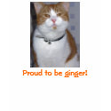 Proud to be ginger! t-shirts