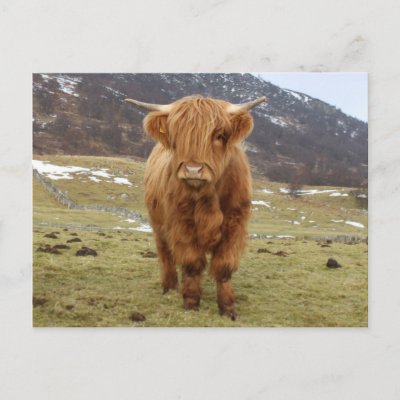 Proud to be Scottish! Postcards
