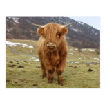 Proud to be Scottish! postcards