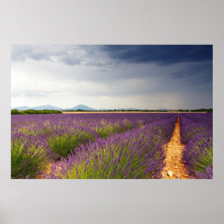 Lavender Fields Posters 