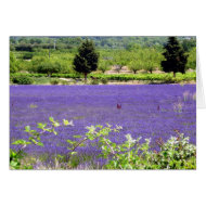 Provencial Lavender, S Cyr card