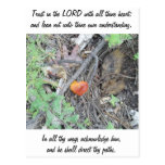 Proverbs 3:5-6 post card