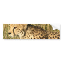 Prowling Cheetah Bumper Stickers